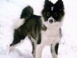 nenets_herding_laika_20211208_1495878110